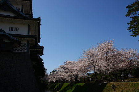 金沢城菱櫓と満開の桜