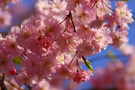 八重枝垂れ桜(1)