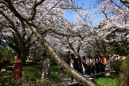 兼六園お花見