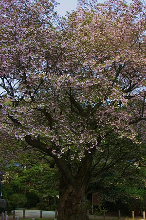 善正寺菊桜