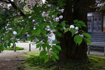 善正寺菊桜