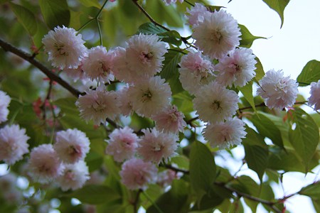 善正寺菊桜