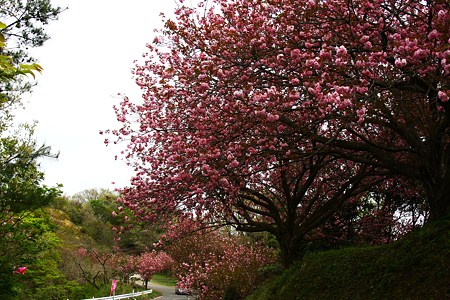 倶梨伽羅峠　八重桜　（石川県と富山県の県境)