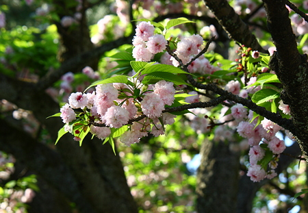 兼六園菊桜(4)