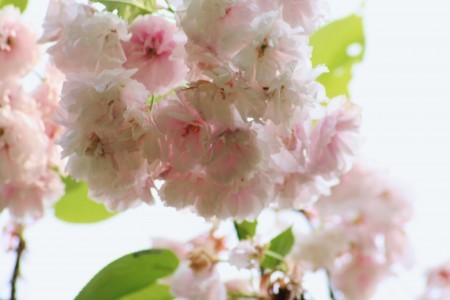 まだ咲いている桜　一葉（イチヨウ）石川県樹木公園