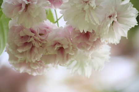 まだ咲いている桜　普賢象(フゲンゾウ)石川県樹木公園