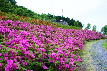 大乗寺山　ツツジ園(3)