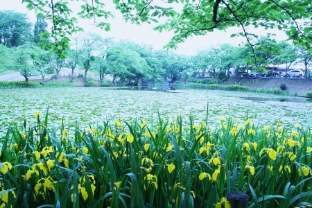 スイレン池とキショウブ(1)県民公園