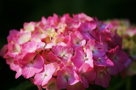 アジサイ（卯辰山花菖蒲園 ）