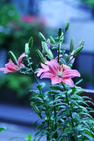 すかしゆり(2)　雨の雫