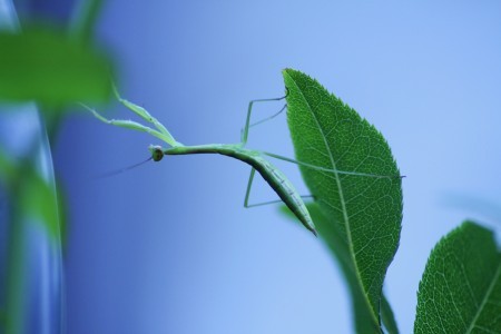 カマキリの赤ちゃん・ストレッチ(2)