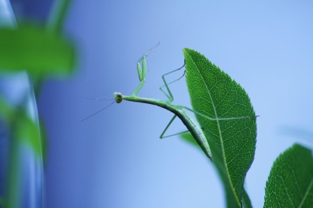 カマキリの赤ちゃん・ストレッチ(1)