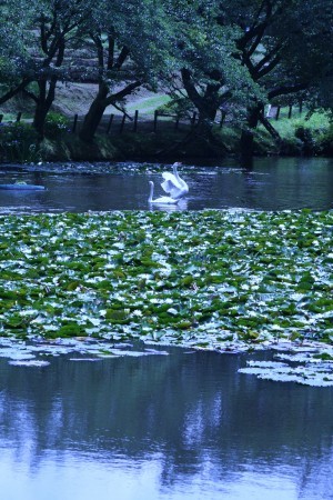 スイレンと白鳥(2)（県民公園）