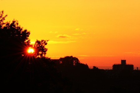 木の陰から夕日