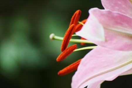 オリエンタルユリ　初開花