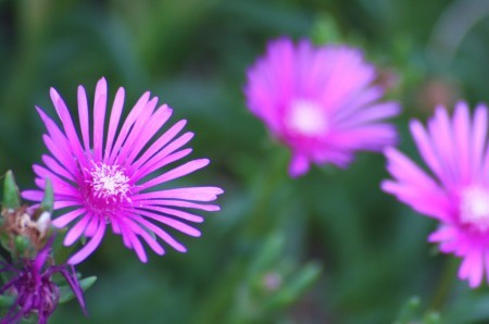 松葉菊（公園で）マツバギク