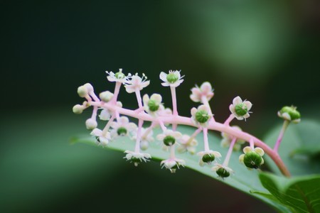 ヨウシュヤマゴボウの花