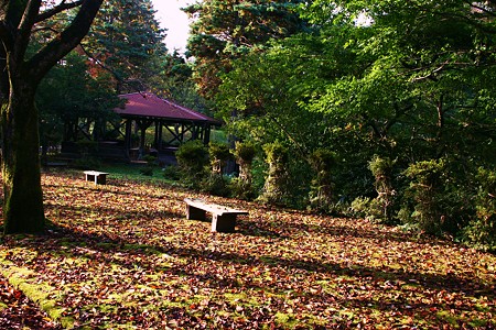 落ち葉と冬支度 　森林公園