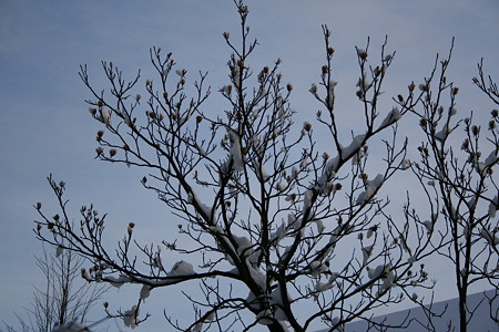 ユリノキと花殻　雪