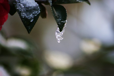 山茶花と氷柱