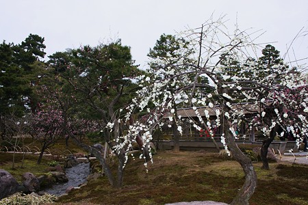 白しだれ梅　兼六園梅林