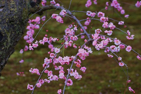 紅・しだれ梅　　兼六園梅林