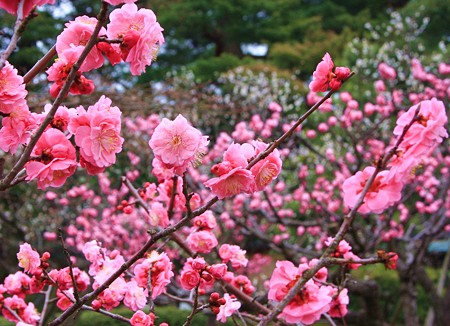 紅梅　　兼六園梅林