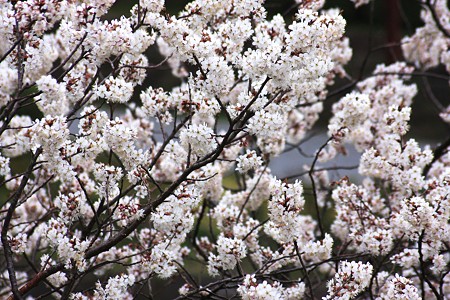 桜？梅？