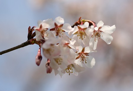 桜(3)　 (#^.^#)