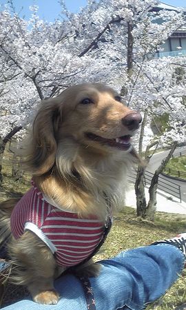 花見09