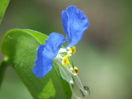 DSCF0003