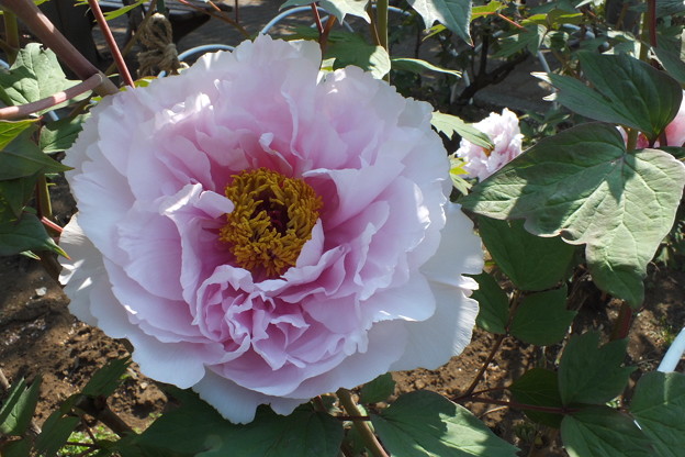 DSCF0511