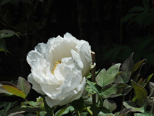 DSCF0023