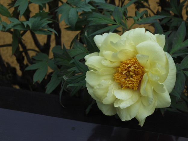 DSCF0043