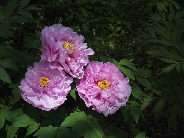 DSCF0104