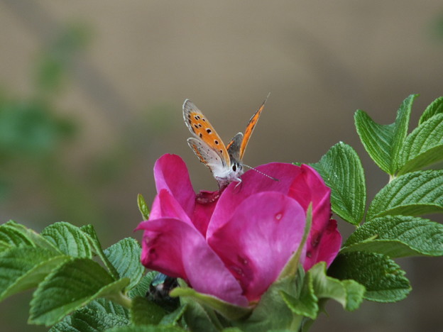 DSCF0268