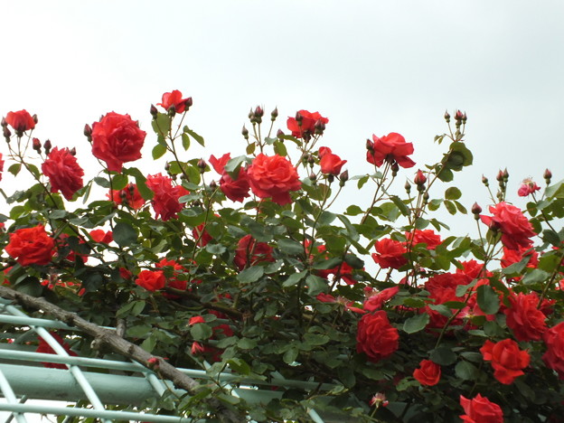 DSCF0290
