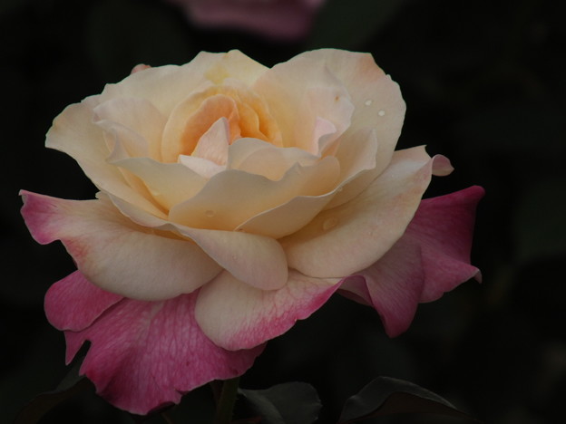 DSCF0338