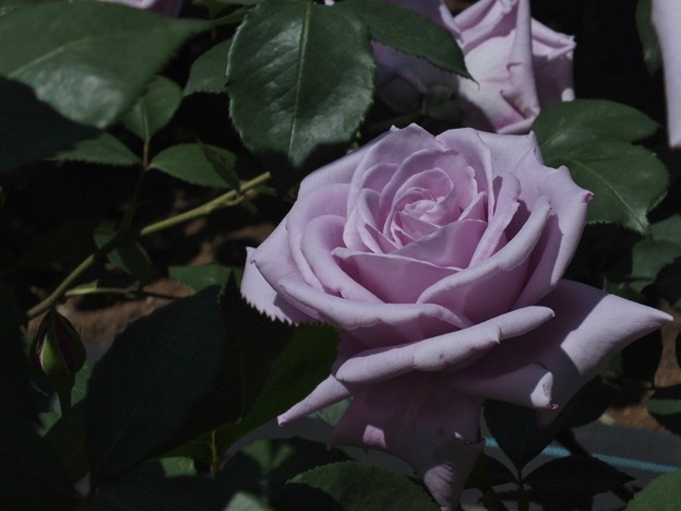 DSCF0172