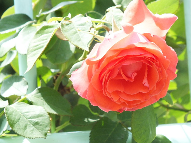 DSCF0320