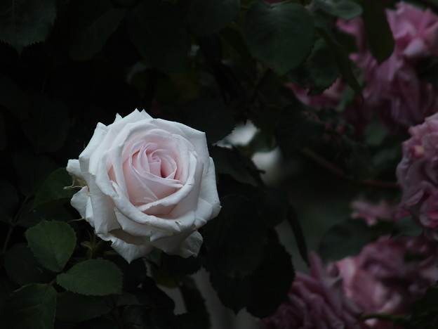 DSCF0806