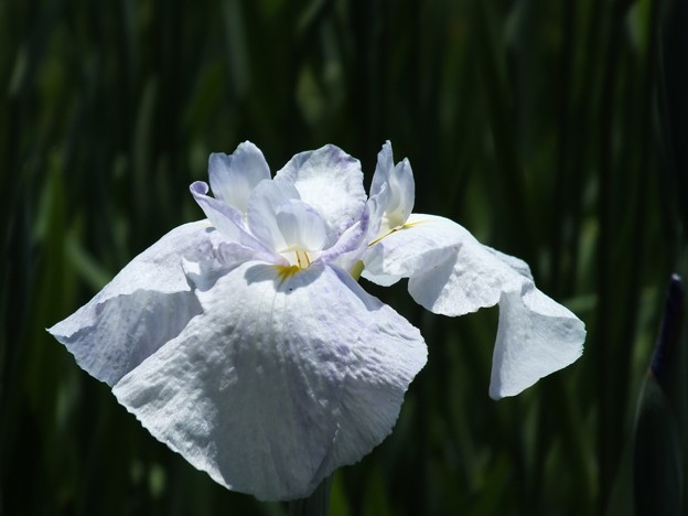 DSCF0098