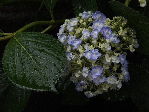 DSCF0050