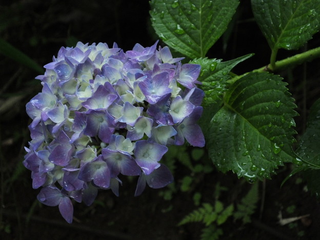 DSCF0097