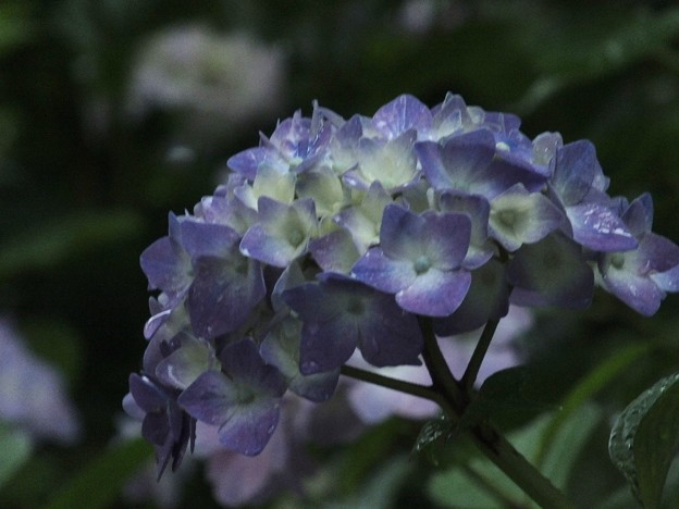 DSCF0110