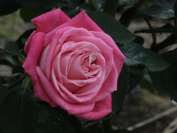 DSCF0452