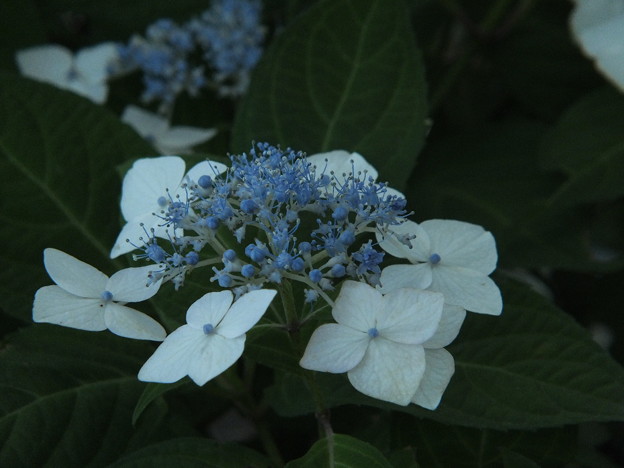 DSCF0371