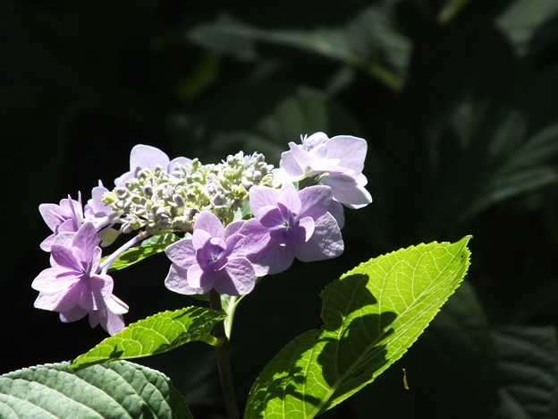 DSCF0337
