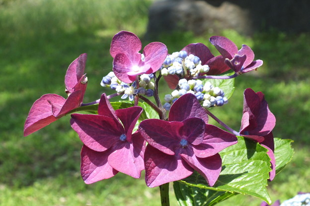 DSCF0052