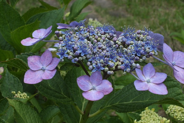 DSCF0505